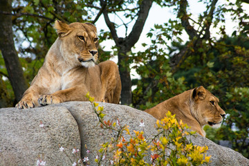 Lioness watching for prey