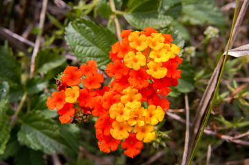 Closeup of lantana (Lantana camara) blooms (blurred background) along the Florida Trail in Big Cypress National Preserve, Florida, USA