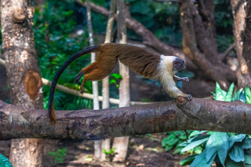Pied tamarin or Saguinus bicolor hopping on a branch