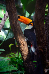 Toucan bird has a big orange beak