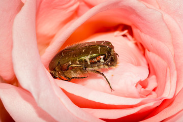 Obraz premium Green rose chafer or cetonia aurata inside a rose flower