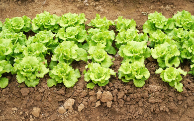 lettuce vegetable salad growing in rural farmland