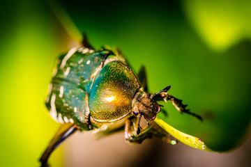 Close up view on the head of a cetonia aurata