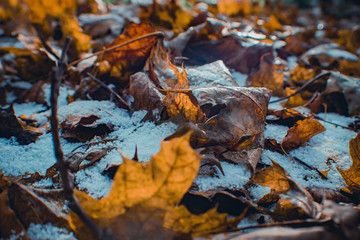 The first snow lying on the leaves