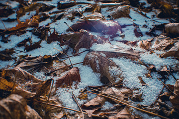 The first snow lying on the leaves