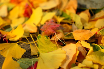 落ち葉