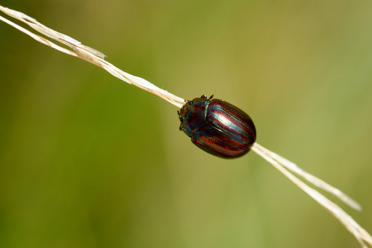 Colorful chrysolina americana hanging on a stem
