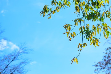植物と空