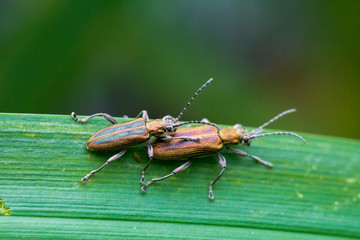 Donacia vulgaris mating on a green leaf