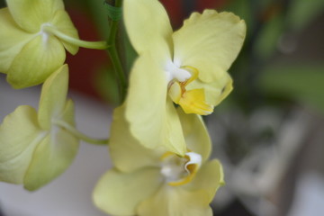 Naklejka na ściany i meble orchid colombian