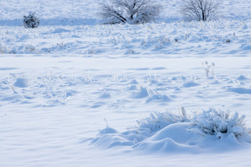 Snow grass