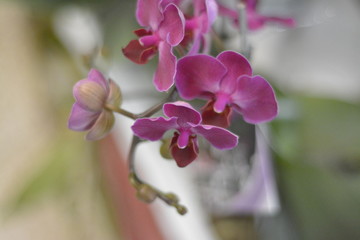 Fototapeta na wymiar colombia orchid