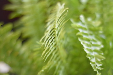 plants in colombia paolquemado