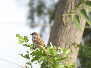 sparrow shot