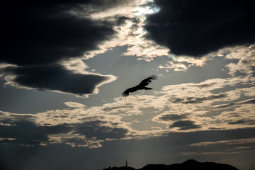 Obraz premium Sky and bird silhouette