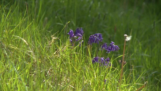 Steady, medium close up shot of harebell wild flowers in a field.