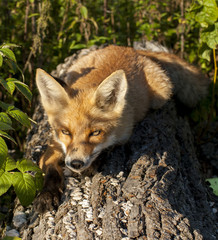 red fox in forest