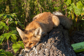red fox in the forest