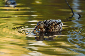 Ducks on the lake in misty autumn morning. Selective focus.