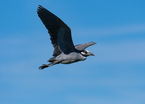 Yellow-crowned Night Heron in flight against a blue sky.