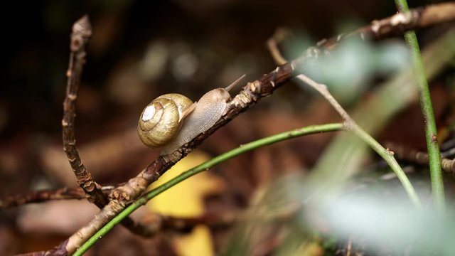 Dark moody 4k footage of snail completely out of spiral shell on a stick in the forest  with shallow depth of field in the woods