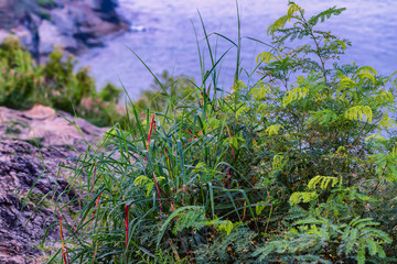 Tropical plants on a cliff side with an ocean background.