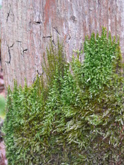 moss on tree