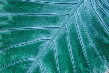 abstract green texture, nature background, tropical leaf