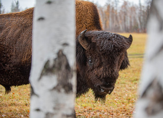 Forest bison in the North of Yakutia (Russia) withstand -50 degree frosts. Well adapted to the local climate