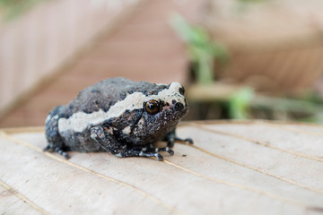 Black and white Bullfrog on a dry leaf, Bullfrog in winter