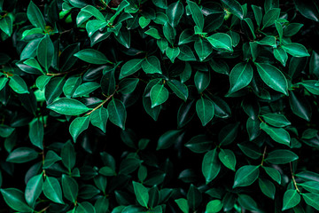 Naklejka na ściany i meble green leaf natural for background, tropical leaf, tiny green leaf