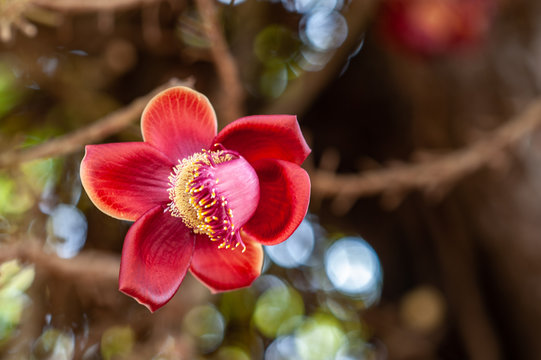 Typical flower of Cambodia 