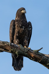 A juvenile Bald Eagle perched against a blue sky.