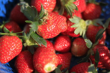 Fresh Red Strawberry Fruit Rich in Vitamins