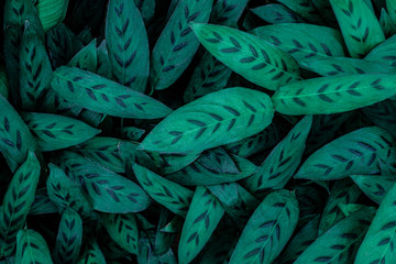 tropical leaves, abstract green leaves pattern texture, nature background - obrazy, fototapety, plakaty
