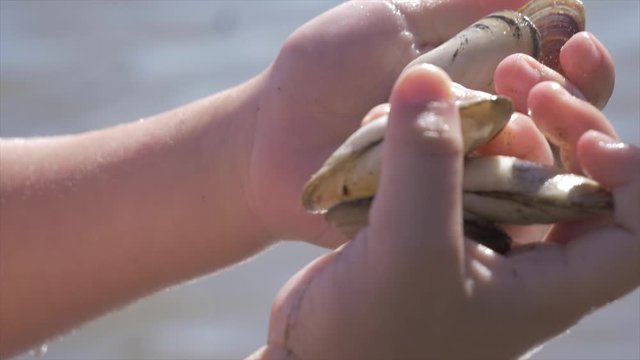 Child holding Seafood in the water by the beach