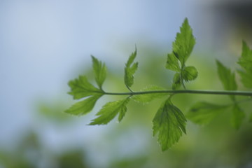 Fototapeta na wymiar Celery Leaves Tree Lush and Green