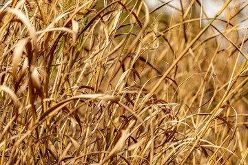 golden grasses