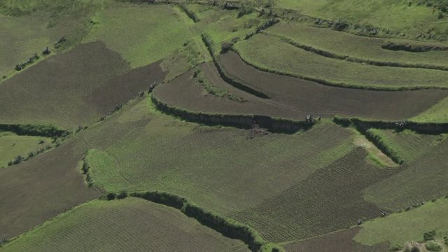 Surcos  de cultivos en la cordillera andina de Ecuador.
