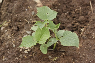 Fertilizer Seeds Grow in Village Gardens