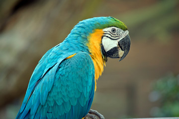 this is a side view of a blue and gold  macaw