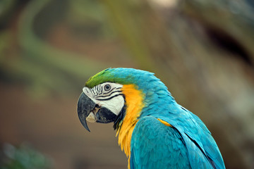 this is a side view of a blue and gold  macaw eating