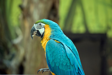 this is a side view of a blue and gold  macaw eating
