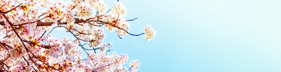 美しく満開に咲き誇る一本の桜とコピースペースの青い空