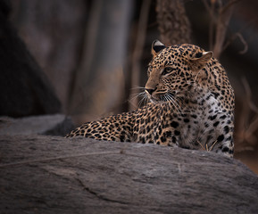Fototapeta na wymiar Leopard on rock 