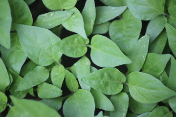 Fototapeta premium Fertilizer Seeds Grow in Village Gardens