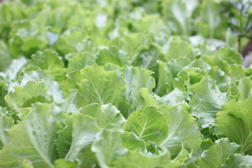 Fresh Green Lettuce Leaves Background