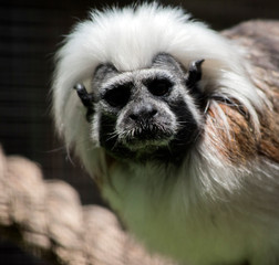 this is a close up of a Cotton top tamarin