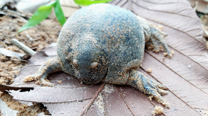 Bullfrog that on Wooden floor, Dry leaf.