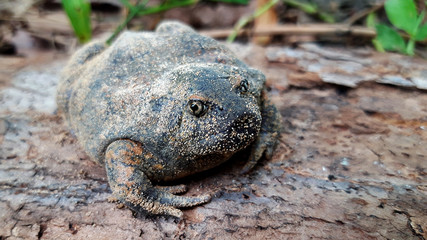Bullfrog that on Wooden floor, Dry leaf.